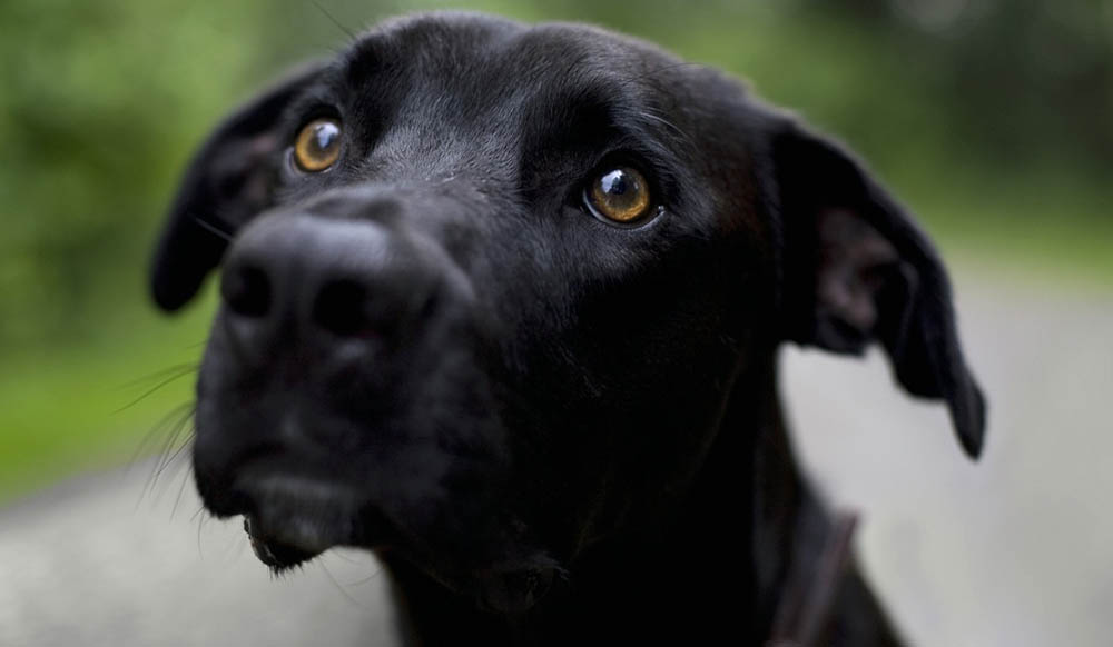 Labrador Retriever – Black Labrador Retriever looking up with deep brown eyes on a forest path