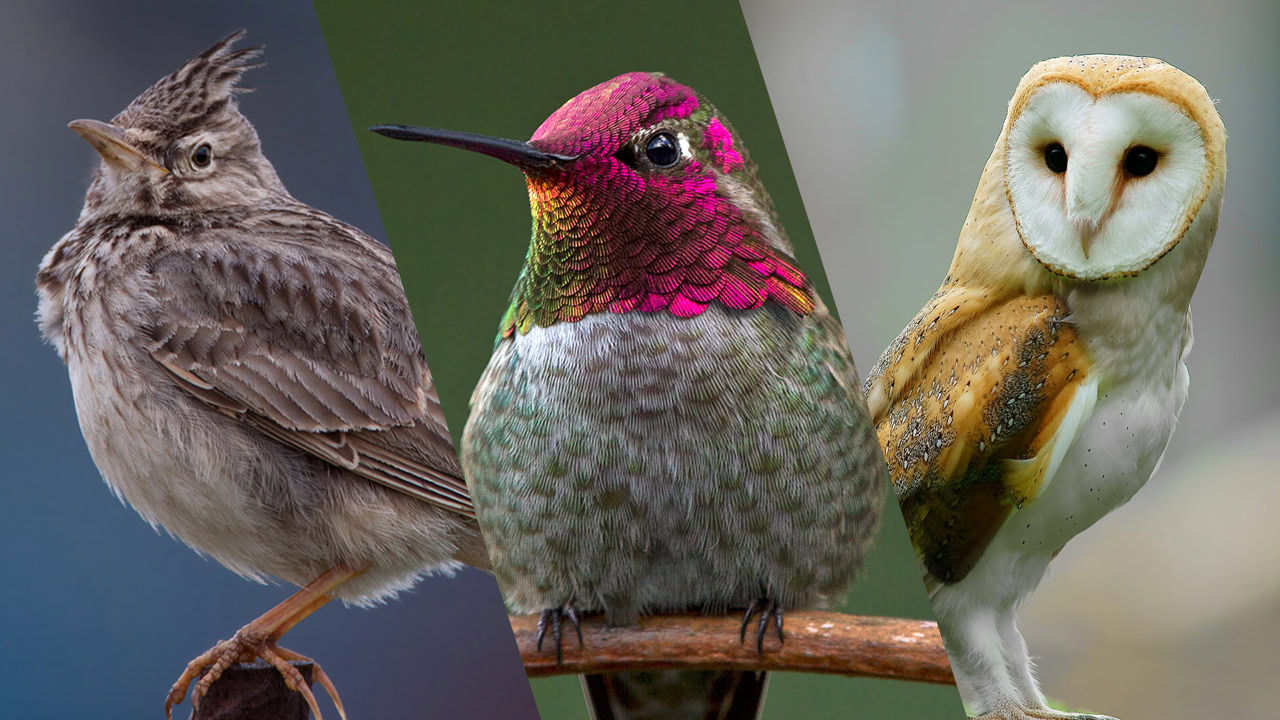 Are You a Lark, an Owl, or a Hummingbird? — Take the Quiz to Find Out